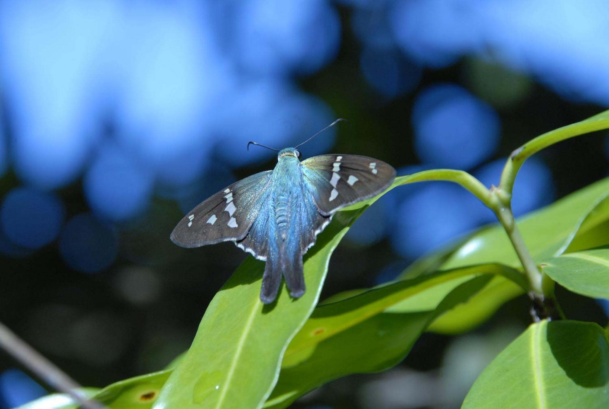 Hotel La Mariposa มานูเอล อันโตนิโอ ภายนอก รูปภาพ
